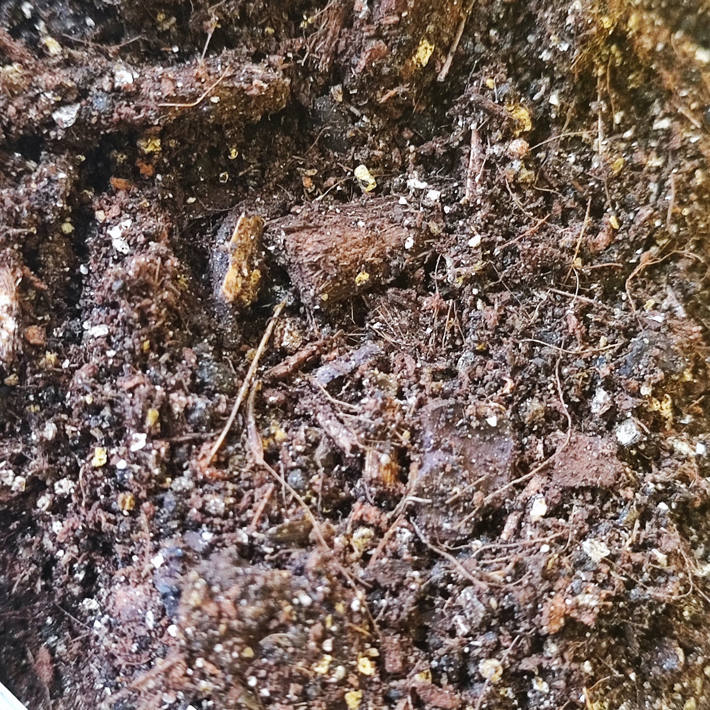 Soil Mix - Alocasia (Elephant Ear)