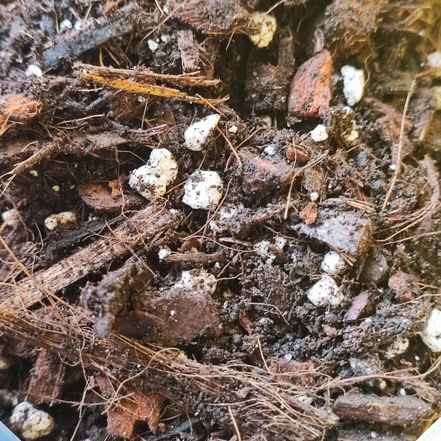 Soil Mix Hoya