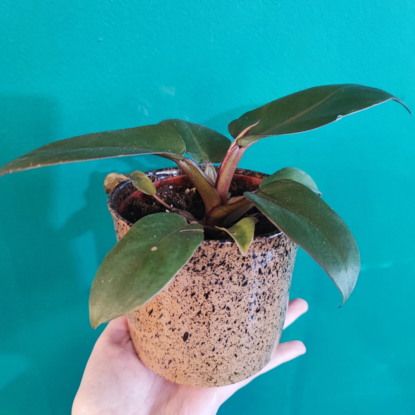 Pot Handmade - Speckled