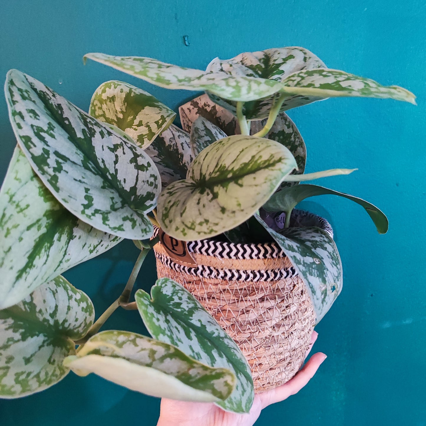 Basket - stripes