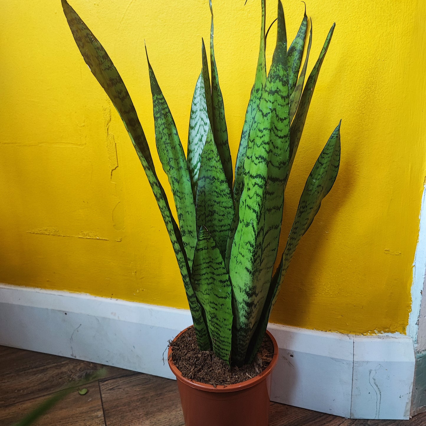 Snake Plants Large (2)