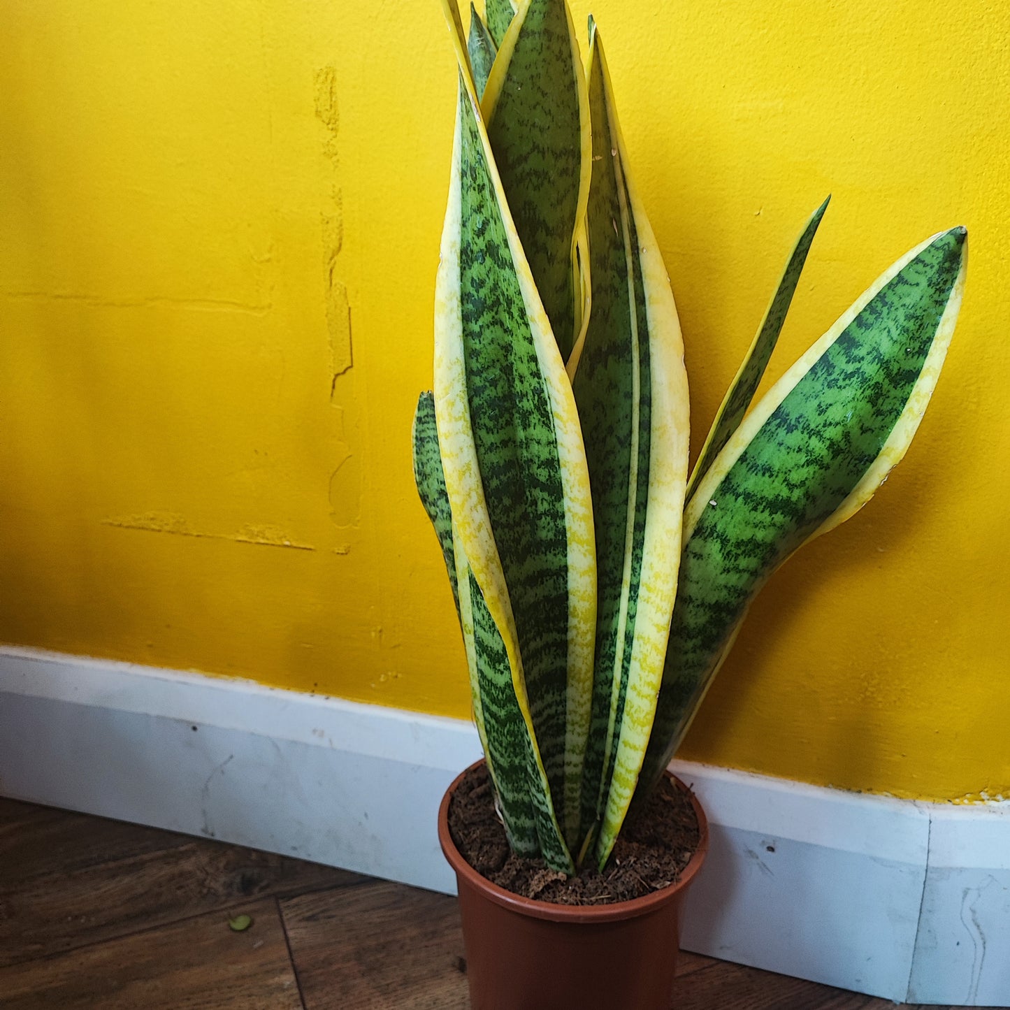 Snake Plants Large (2)