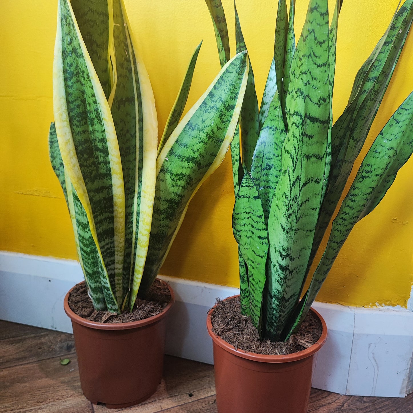 Snake Plants Large (2)