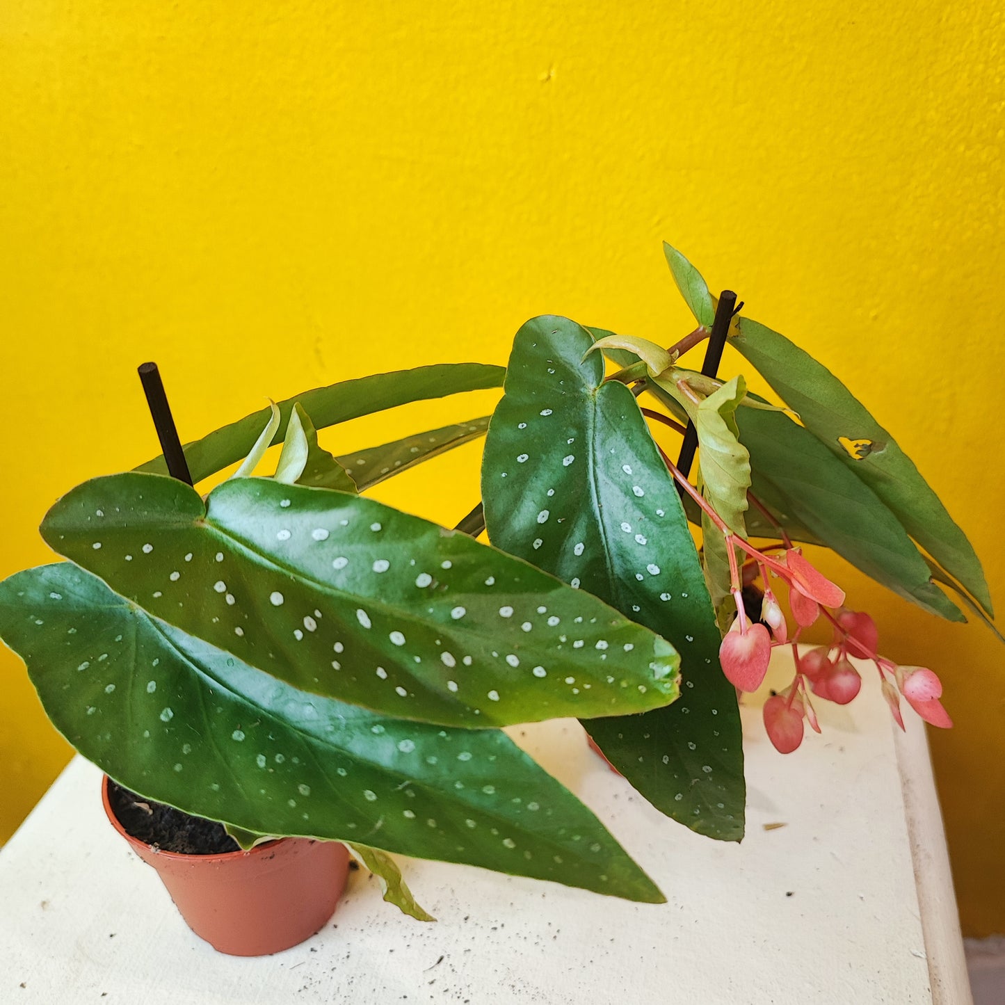 Begonia Angel Wings