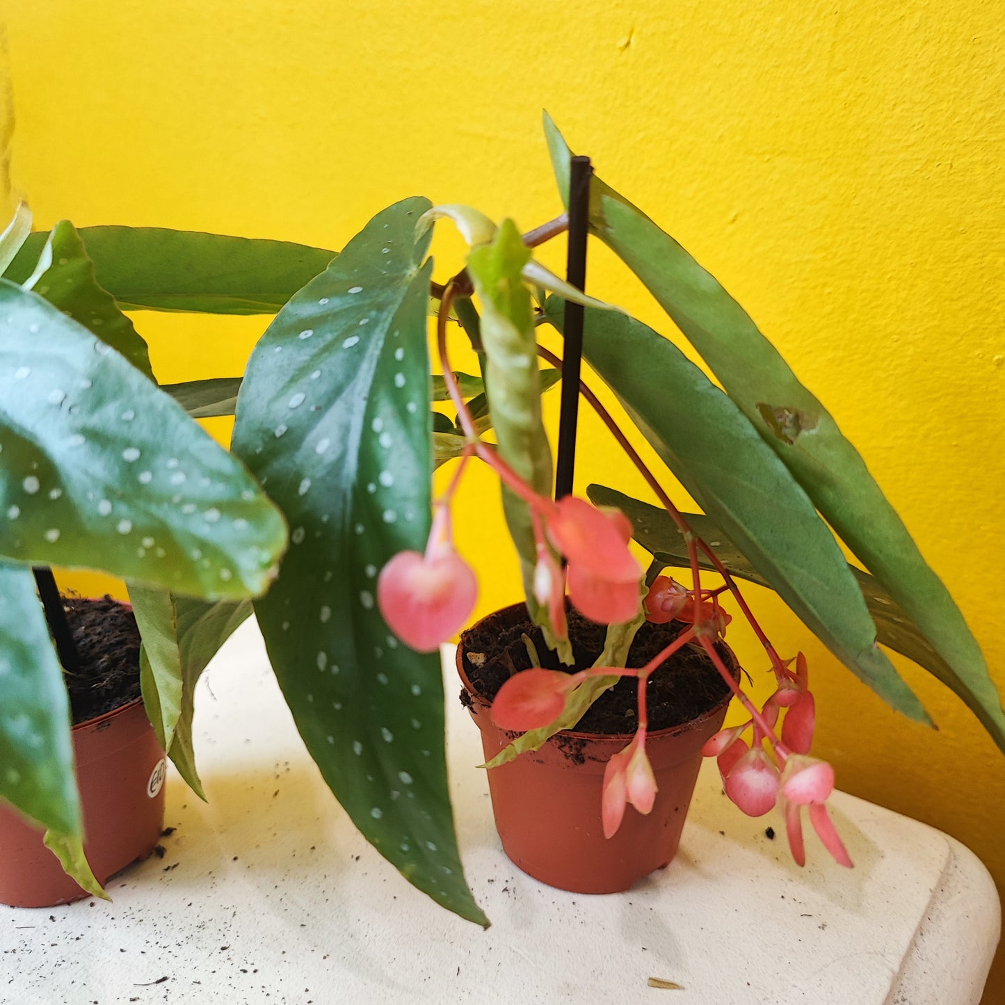 Begonia Angel Wings