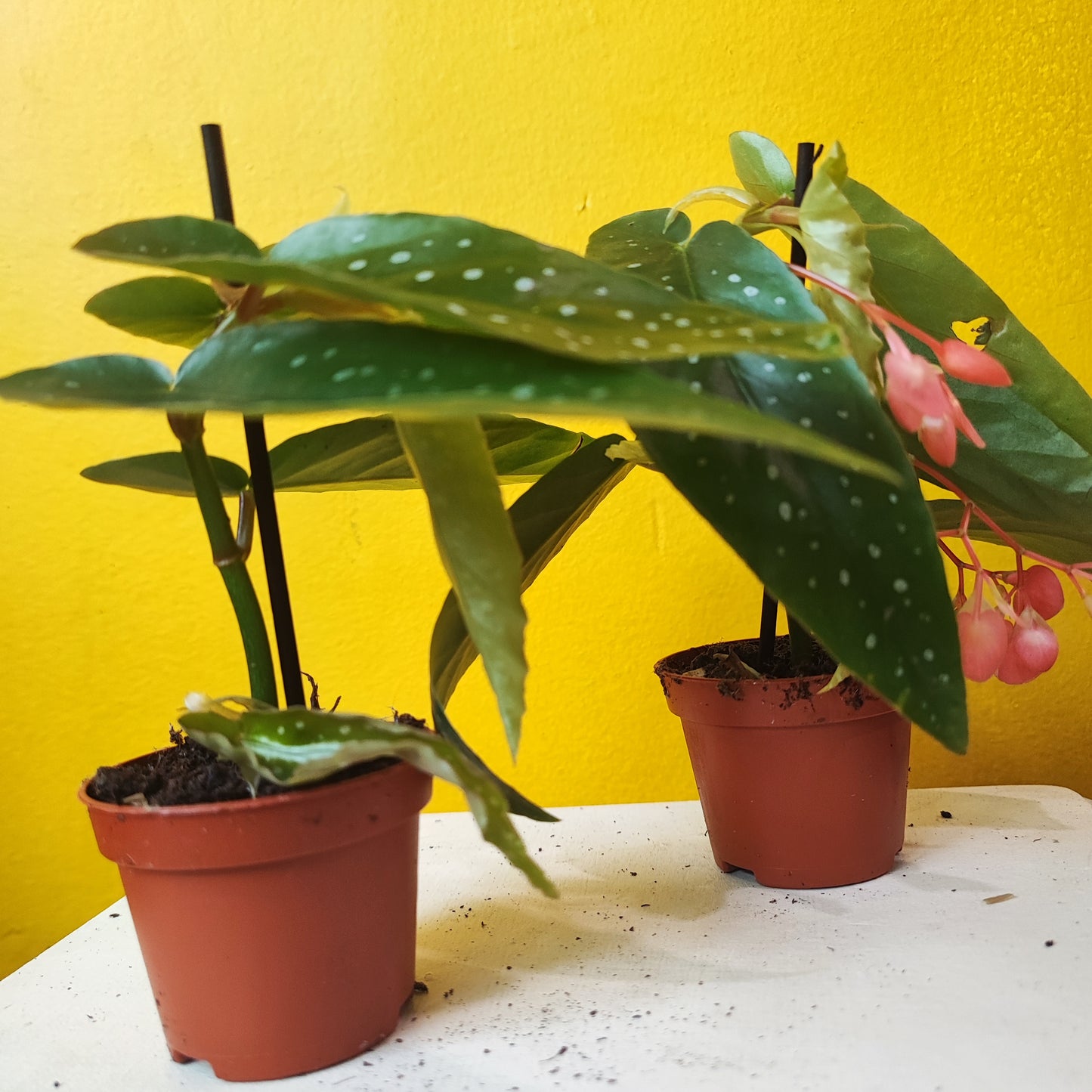Begonia Angel Wings
