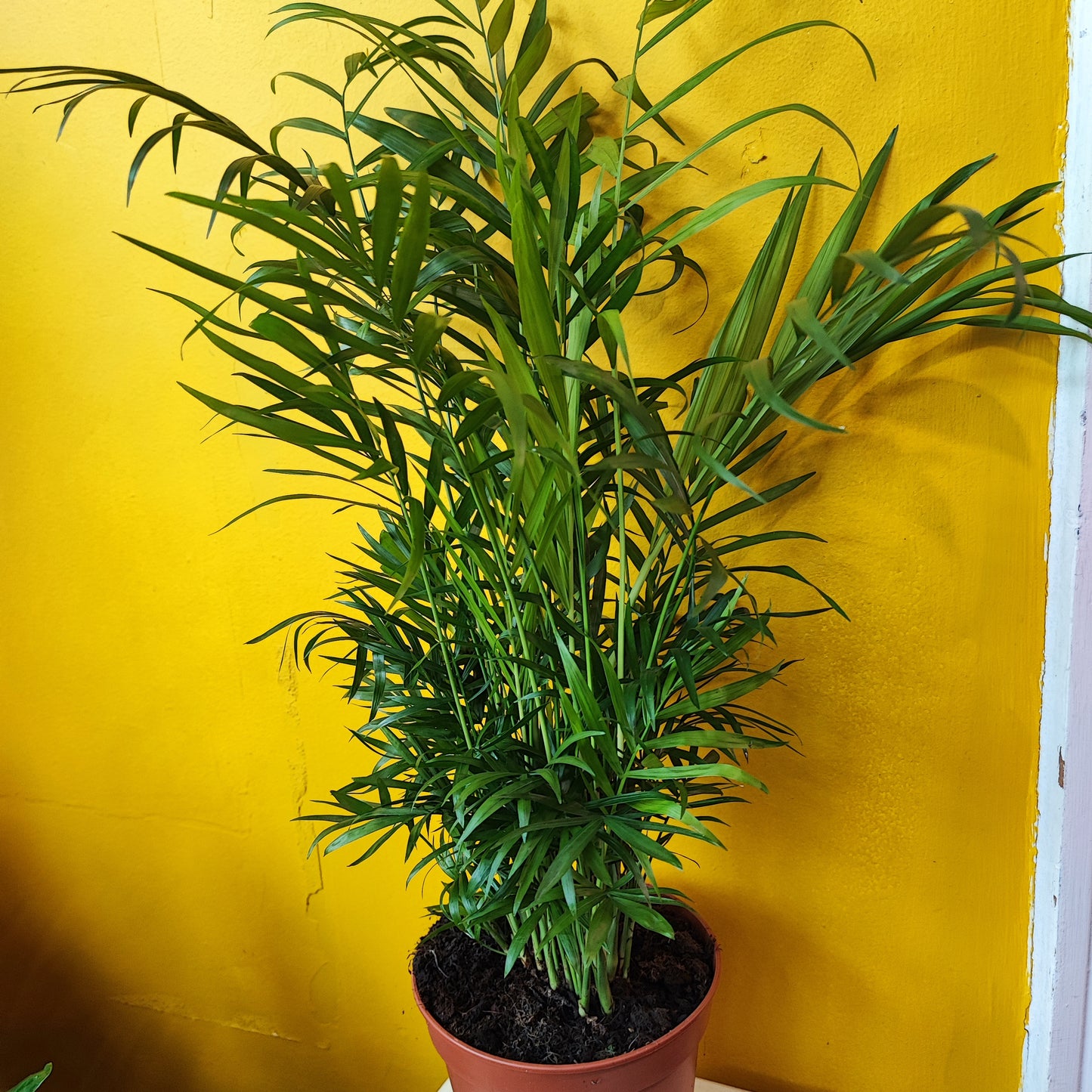 Parlor Palm