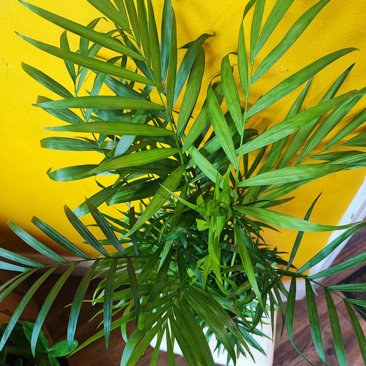 Parlor Palm