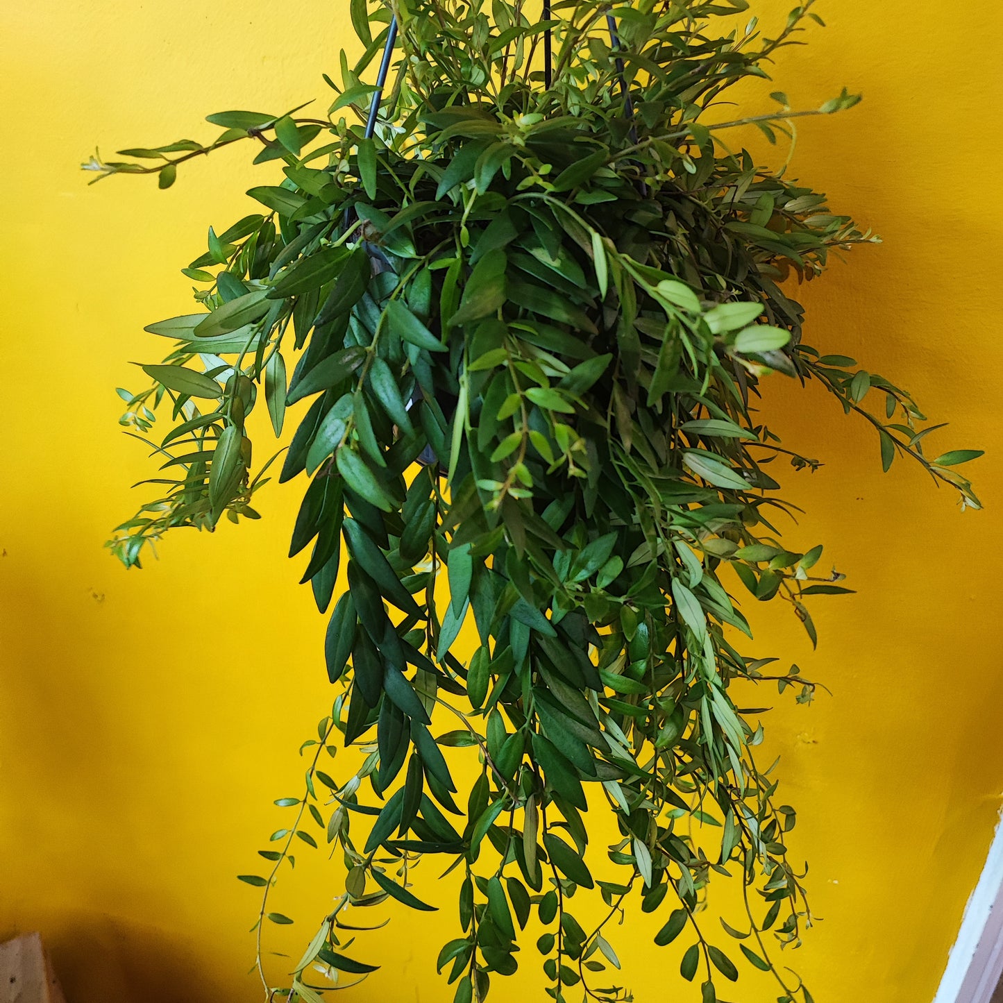 Lipstick Plant 'Japhrolepsis'
