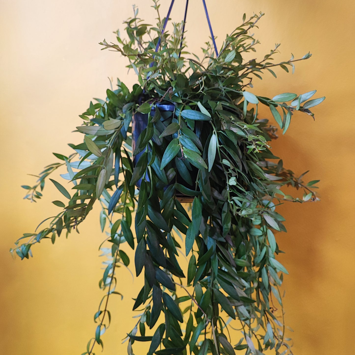 Lipstick Plant 'Japhrolepsis'
