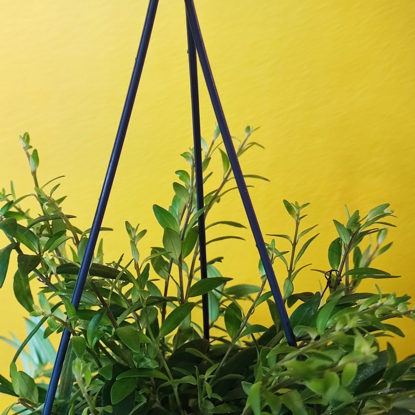 Lipstick Plant 'Japhrolepsis'
