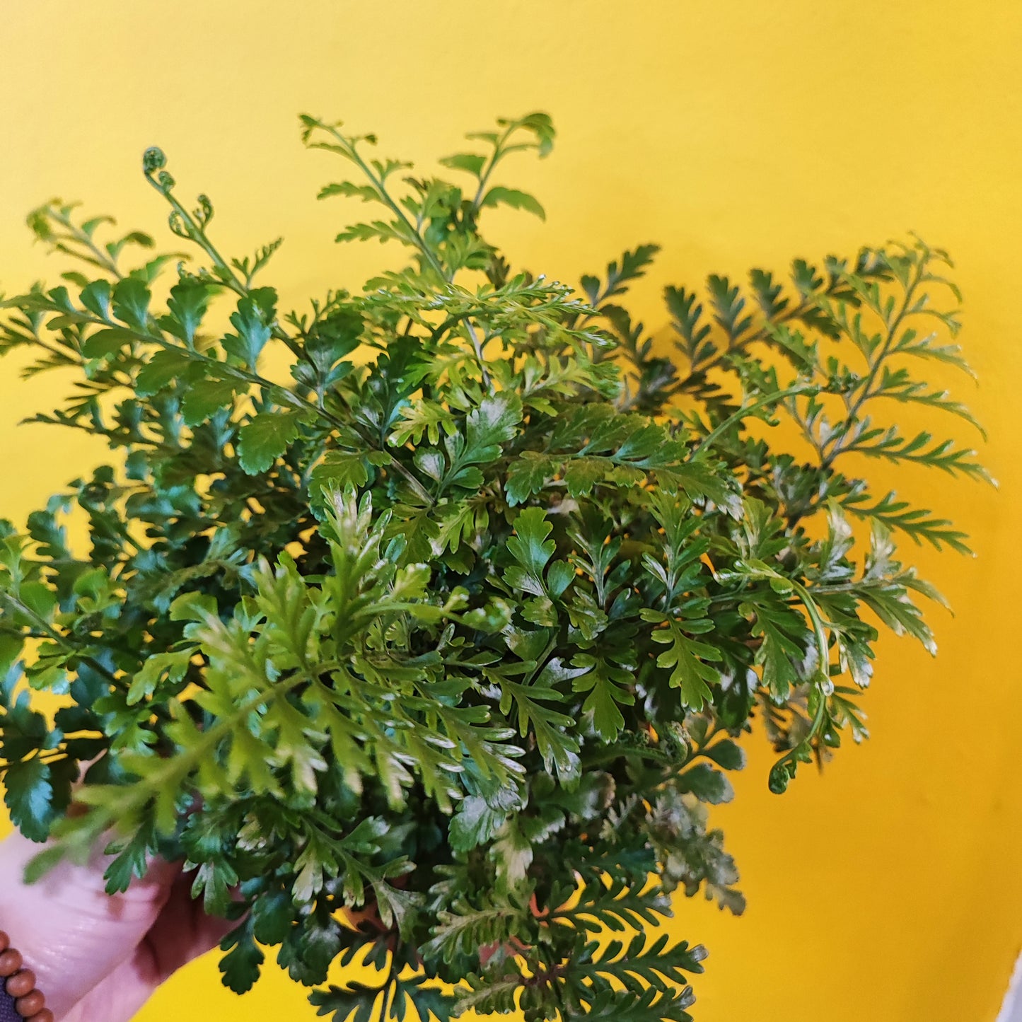 Mother Fern