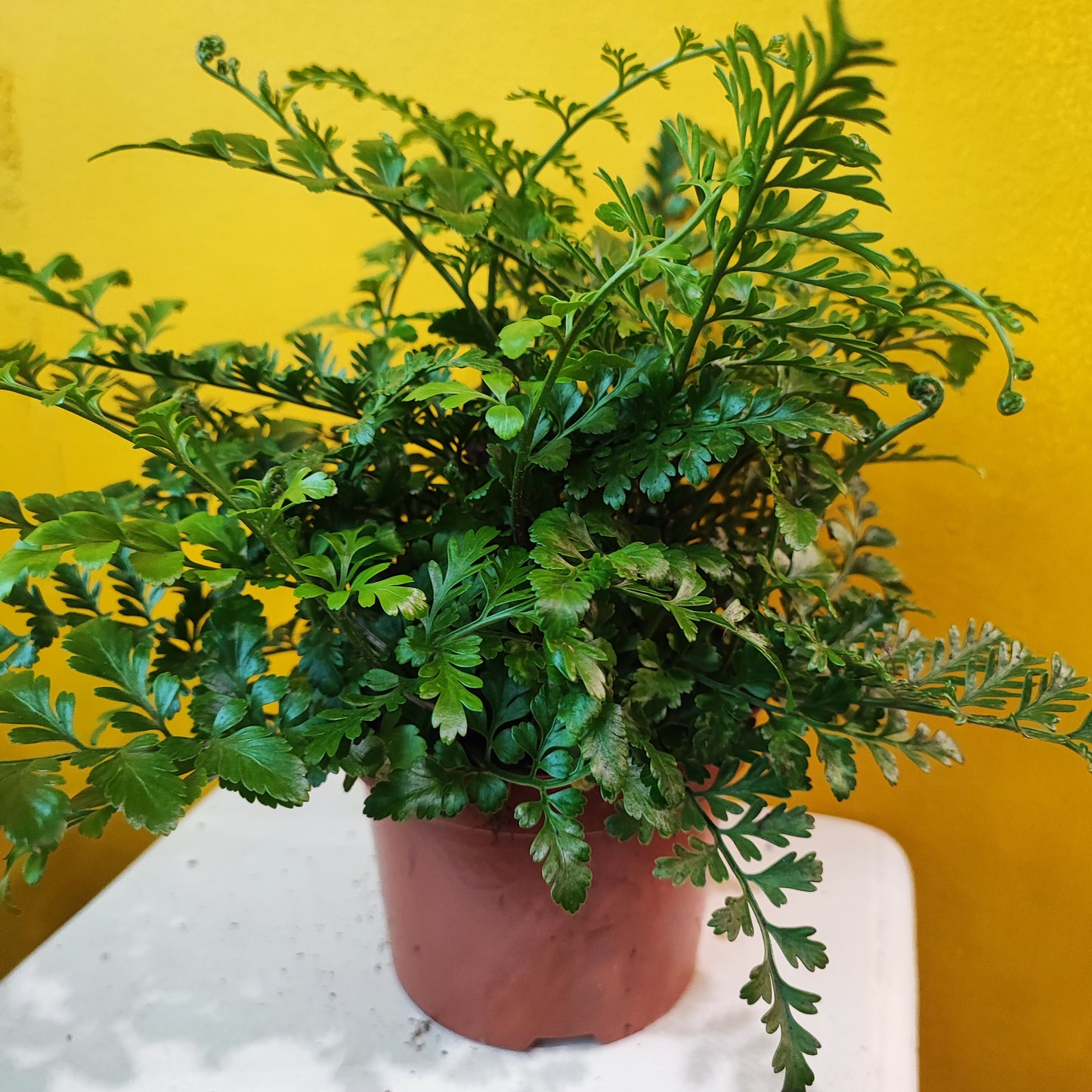 Mother Fern