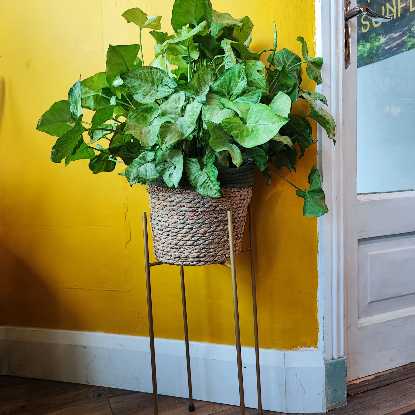 Plant Stand 26cm- Black/Gold