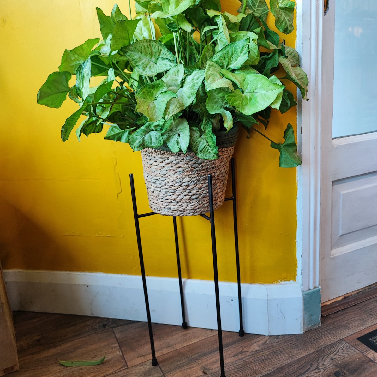 Plant Stand 26cm- Black/Gold