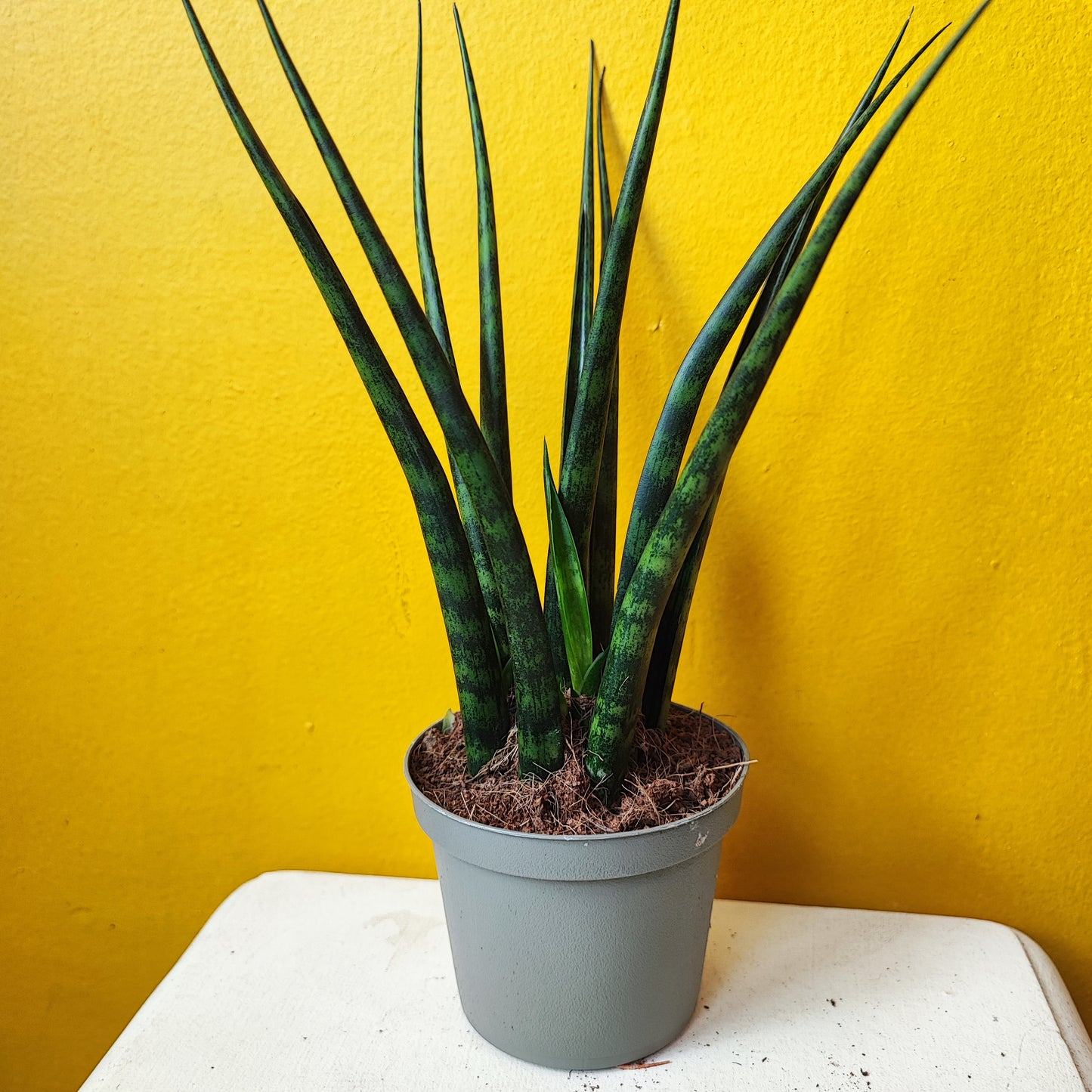 Snake Plant Fernwood Mikado