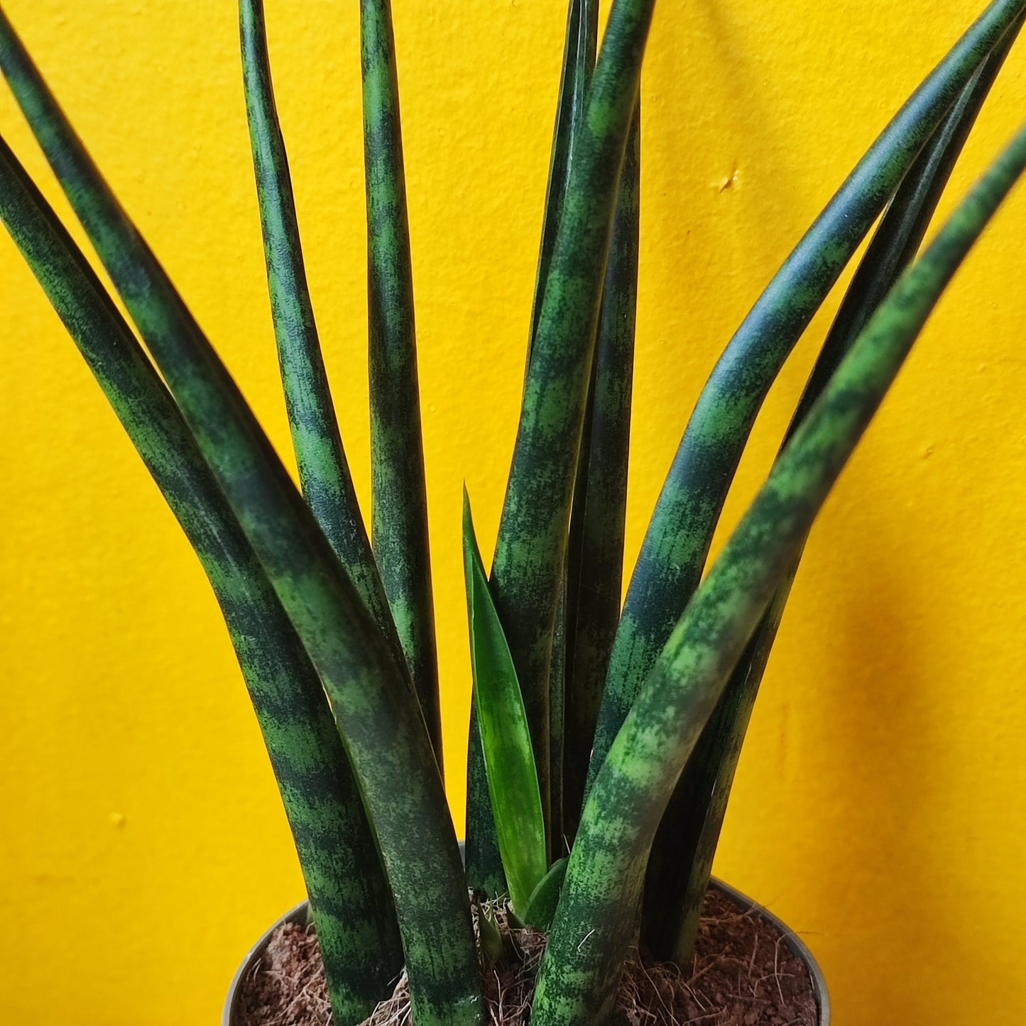 Snake Plant Fernwood Mikado