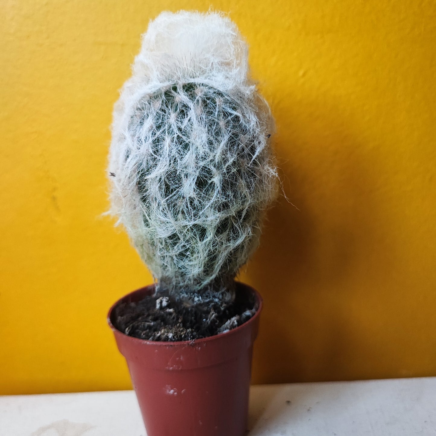 Old Man Cactus