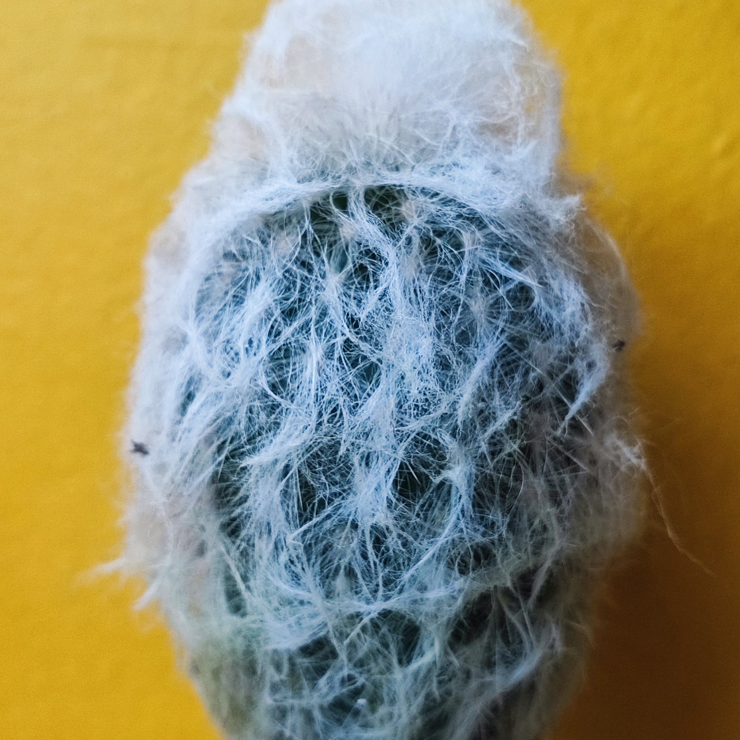 Old Man Cactus