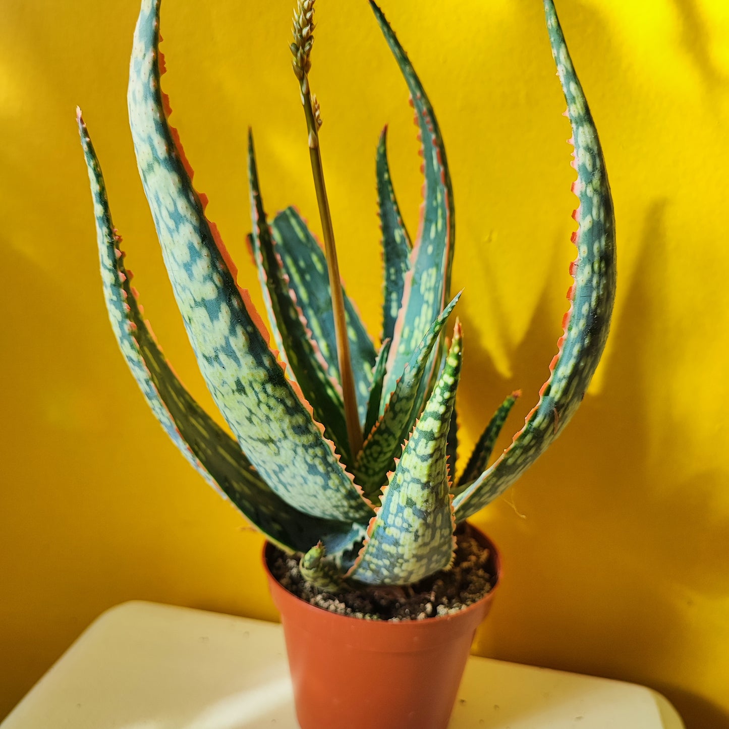 Aloe Christmas Carol