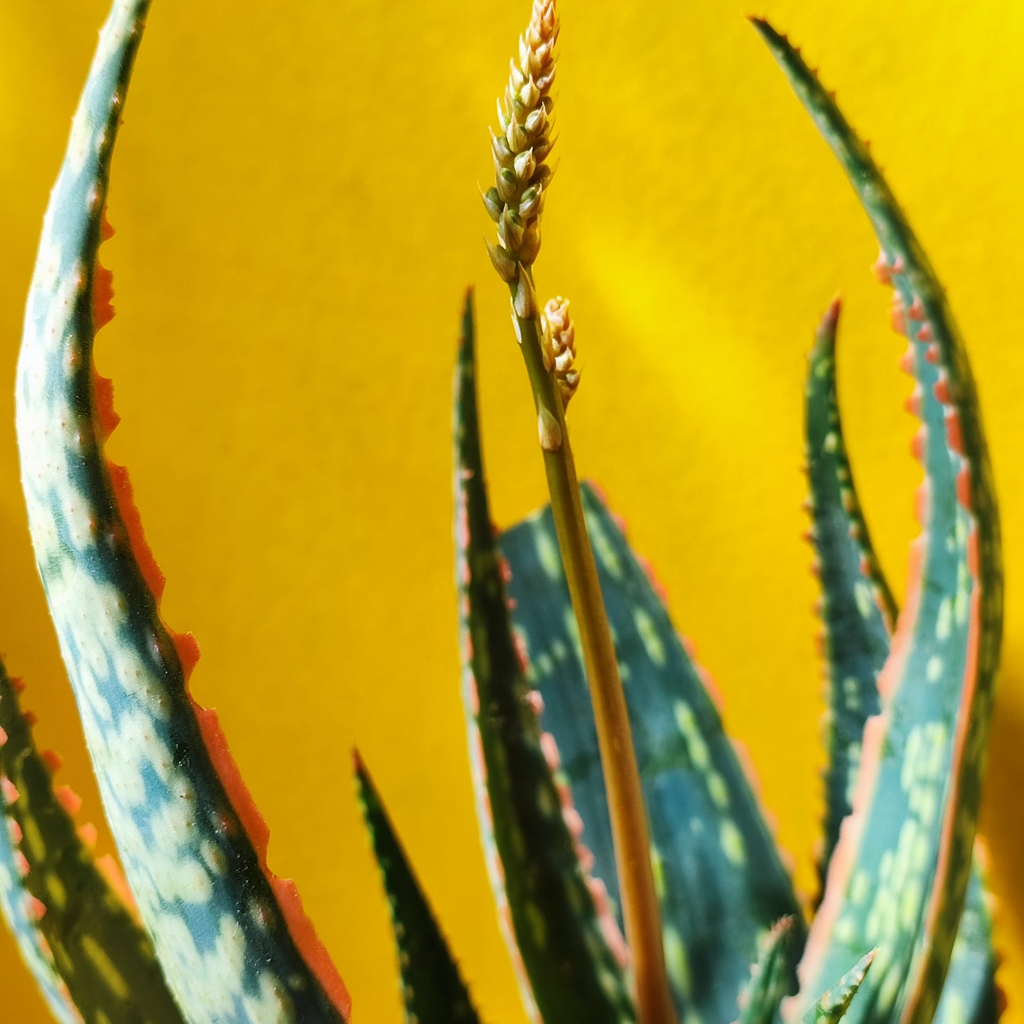 Aloe Christmas Carol