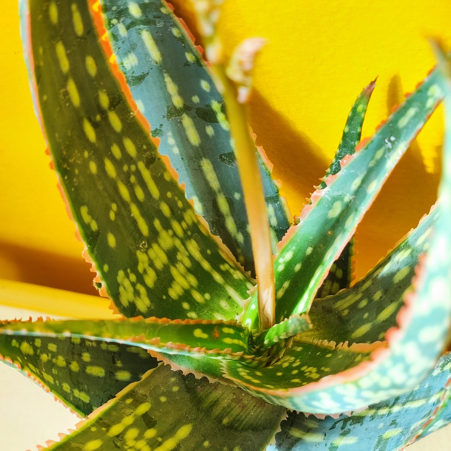 Aloe Christmas Carol