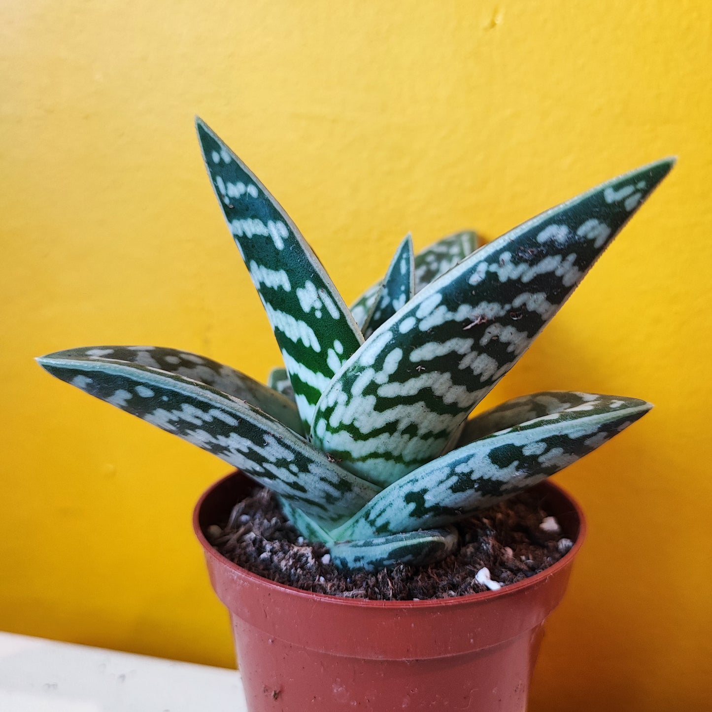 Aloe Varigated