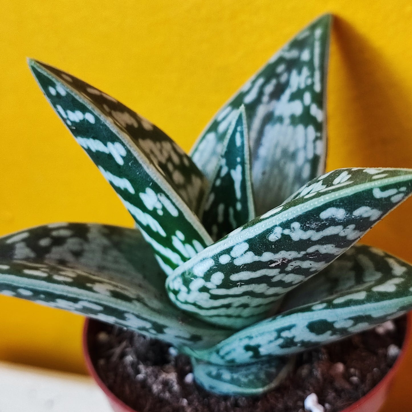 Aloe Varigated