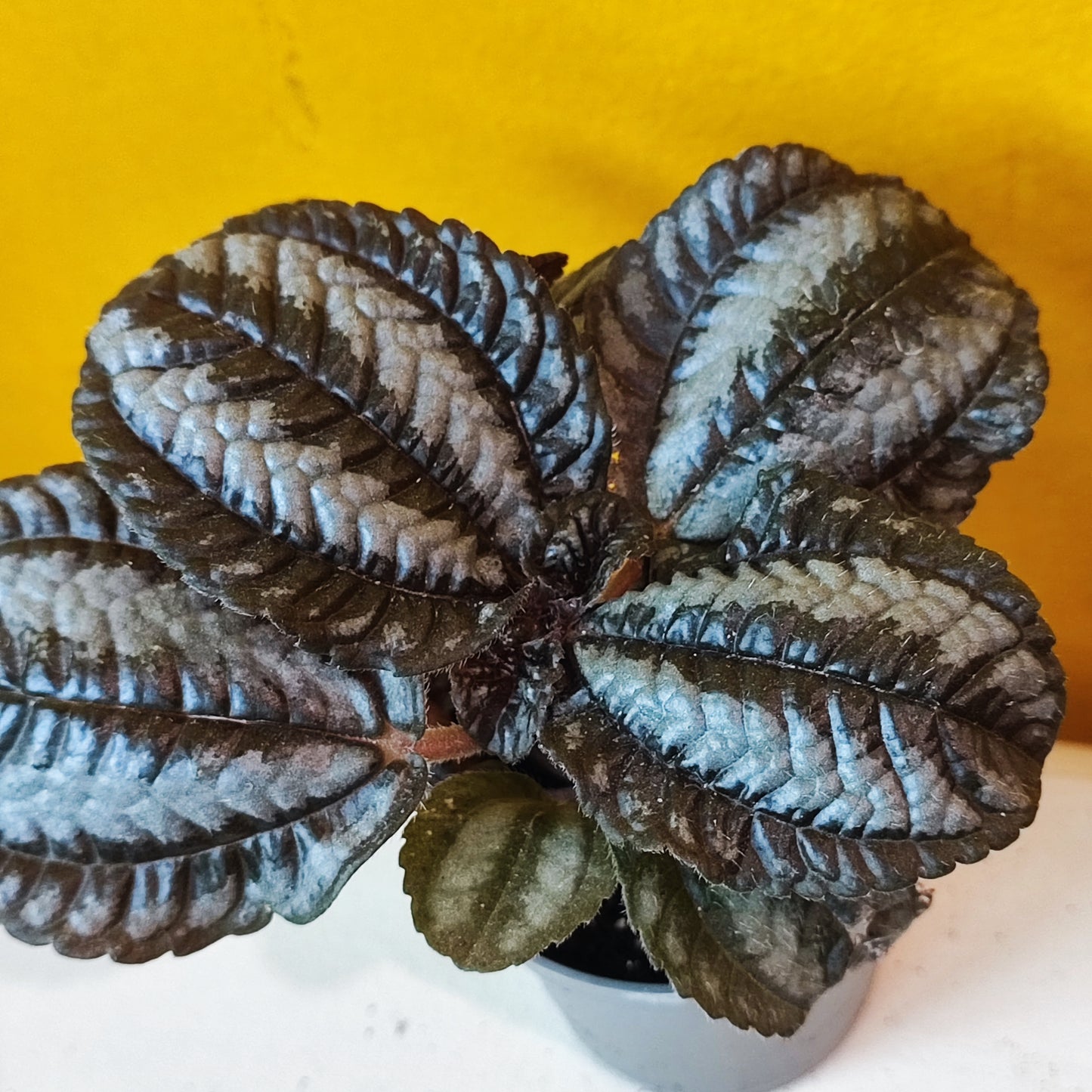 Pilea Norfolk