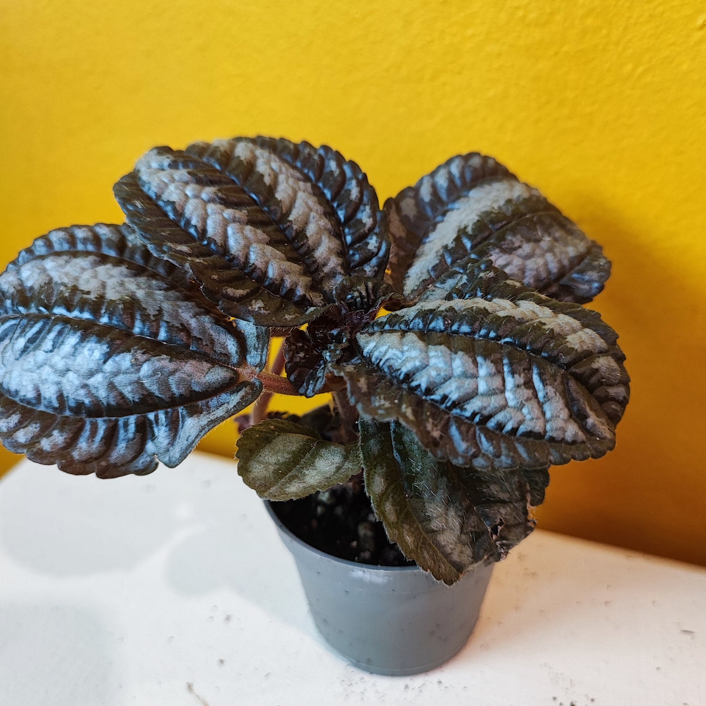 Pilea Norfolk