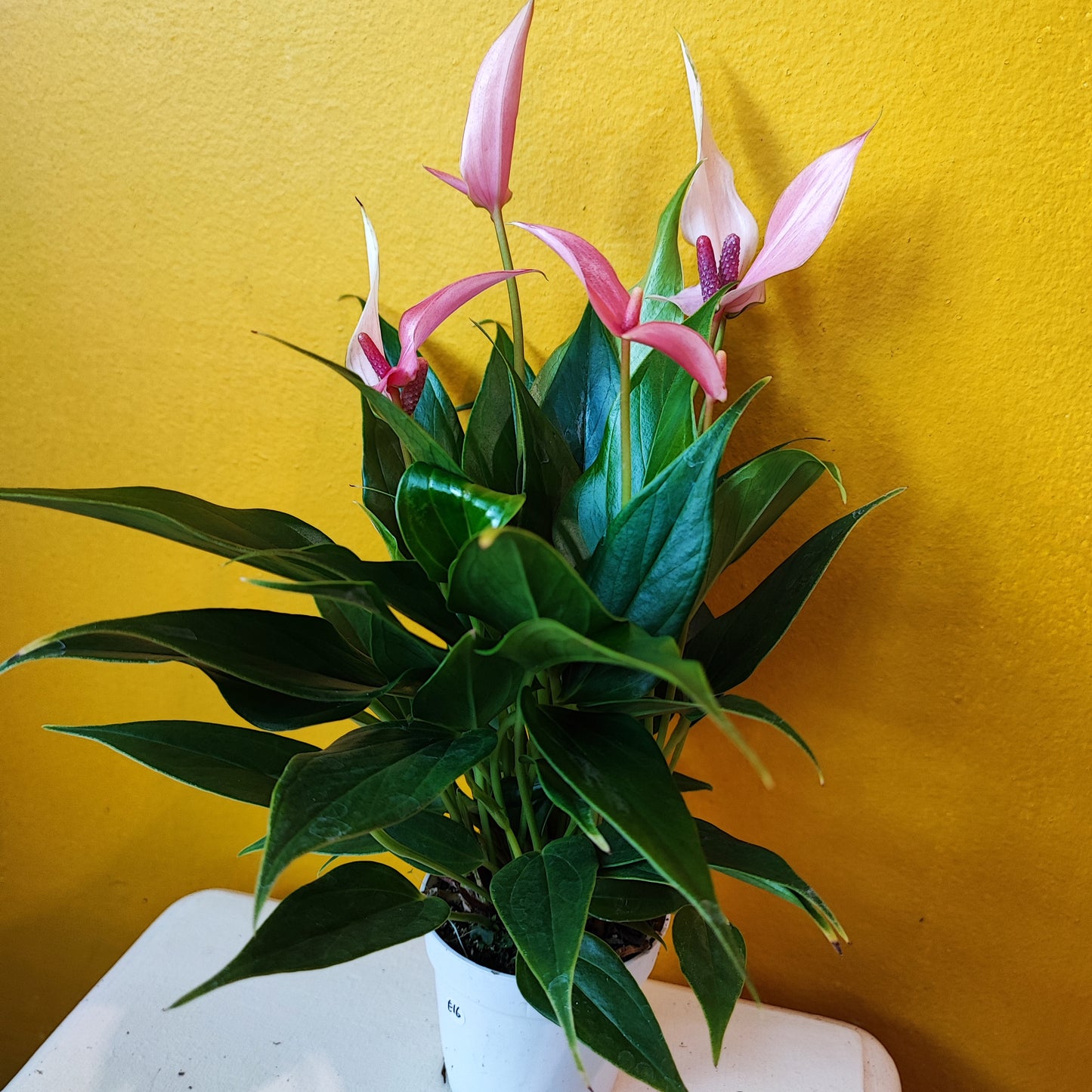Flamingo Flower Lili - Small