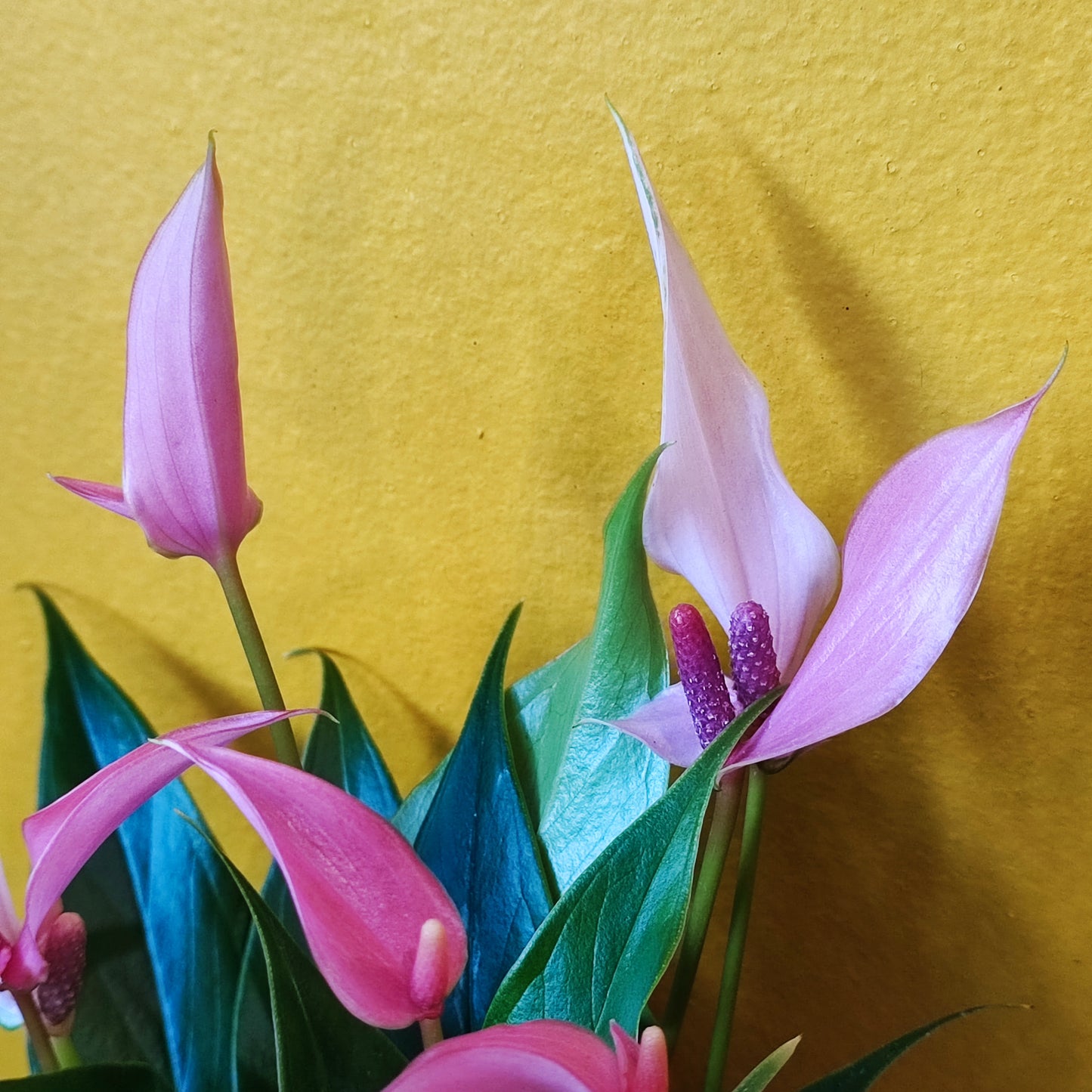 Flamingo Flower Lili - Small