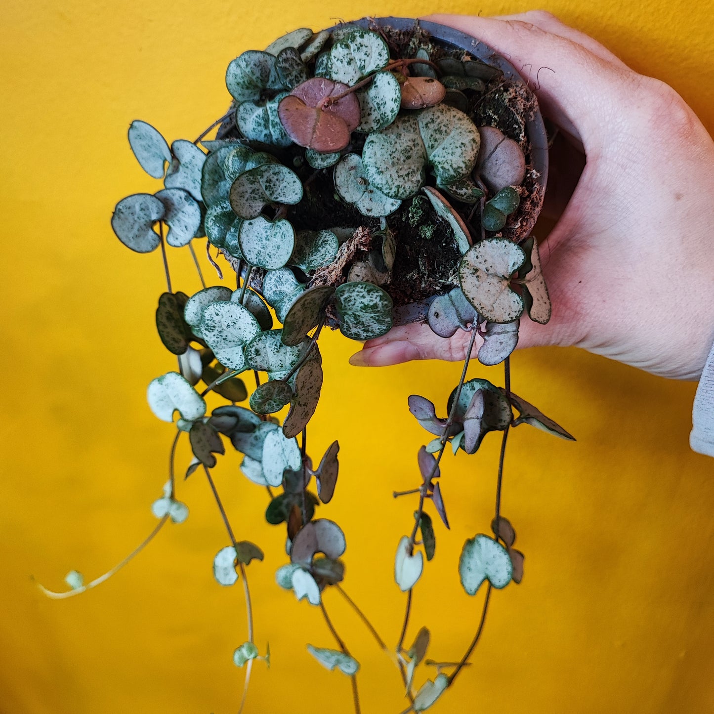 String of Hearts