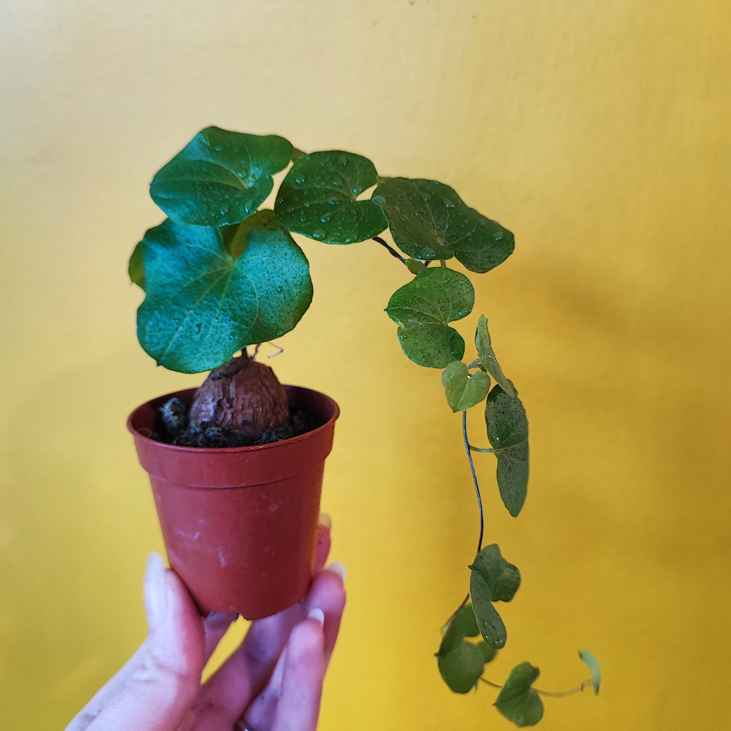Dioscorea (Elephant foot vine/Hottentot Bread)