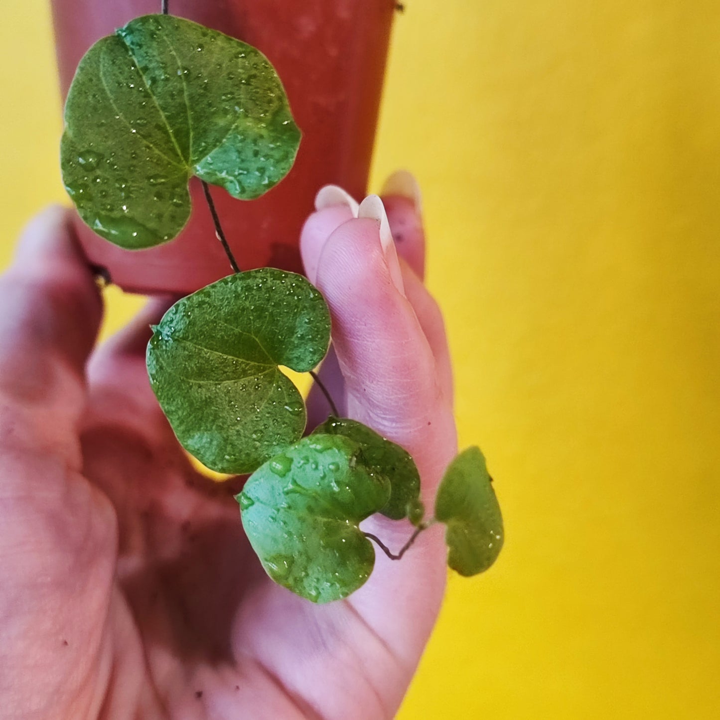 Dioscorea (Elephant foot vine/Hottentot Bread)