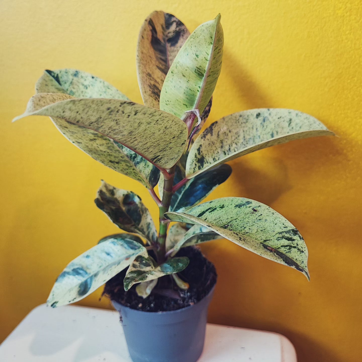 Rubber Tree "Shivereana"