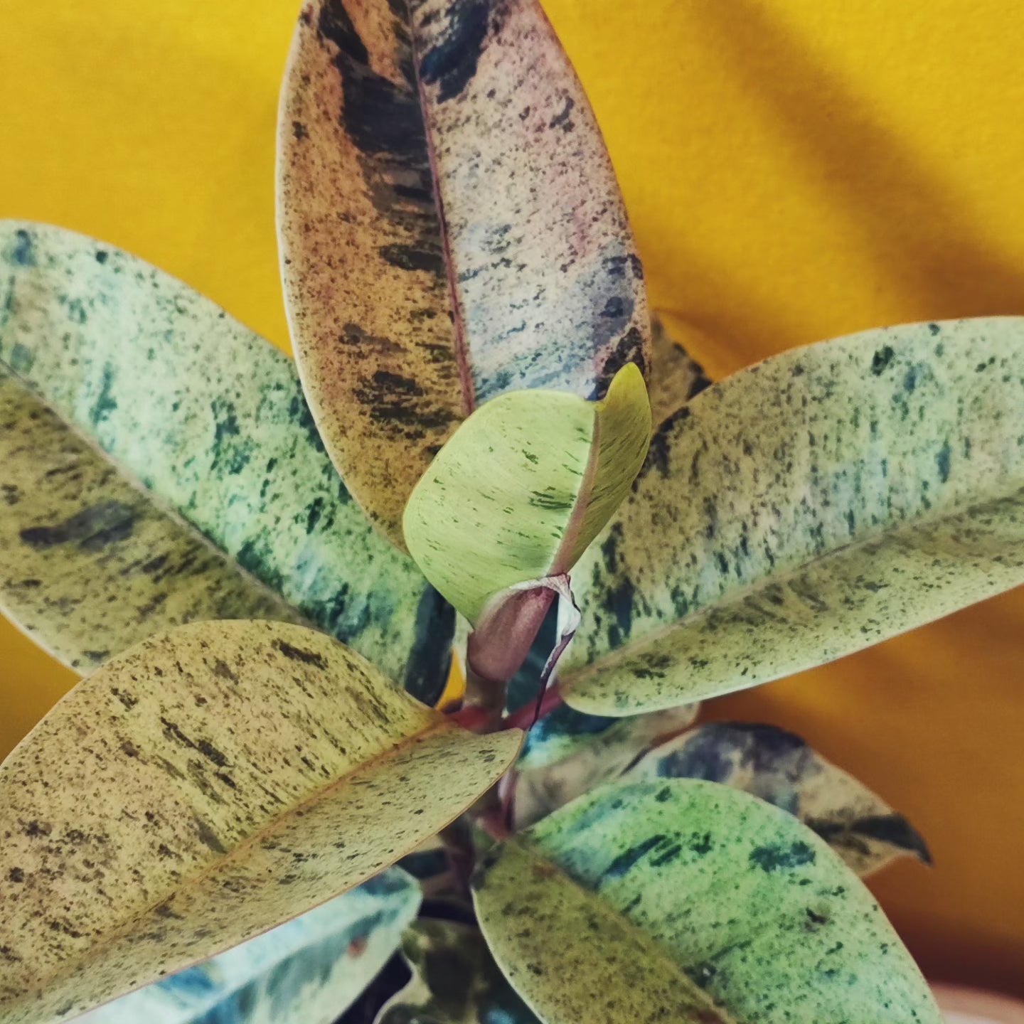 Rubber Tree "Shivereana"