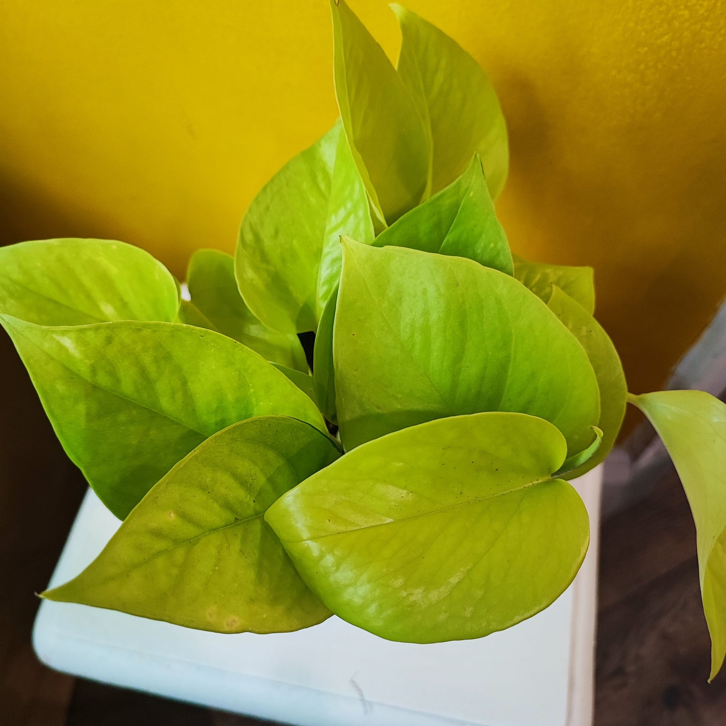 Pothos Neon Lime