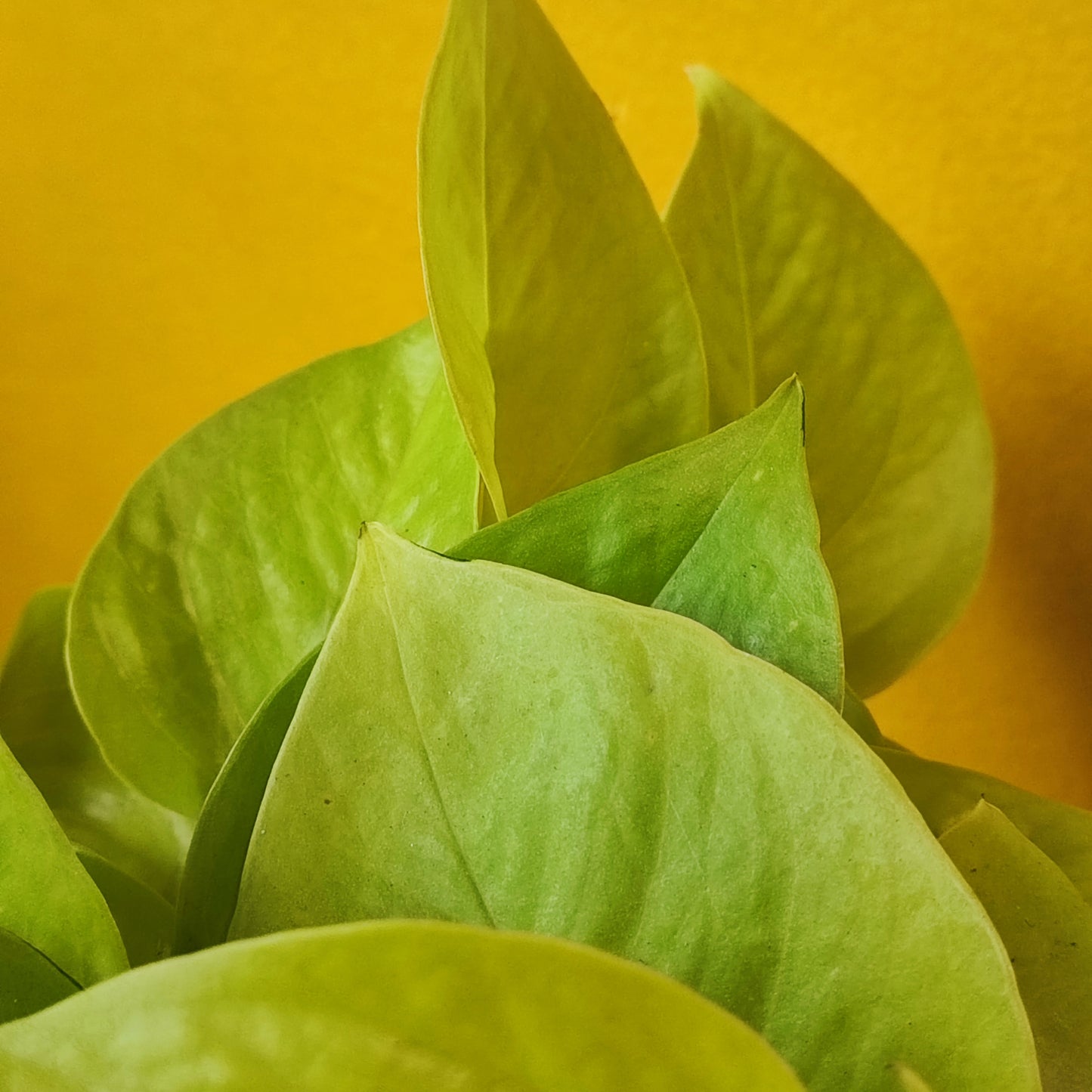 Pothos Neon Lime