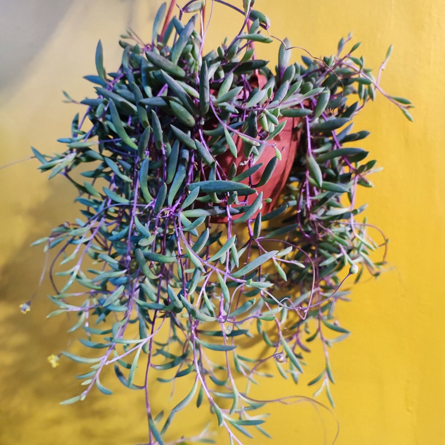 String of Bananas Purple