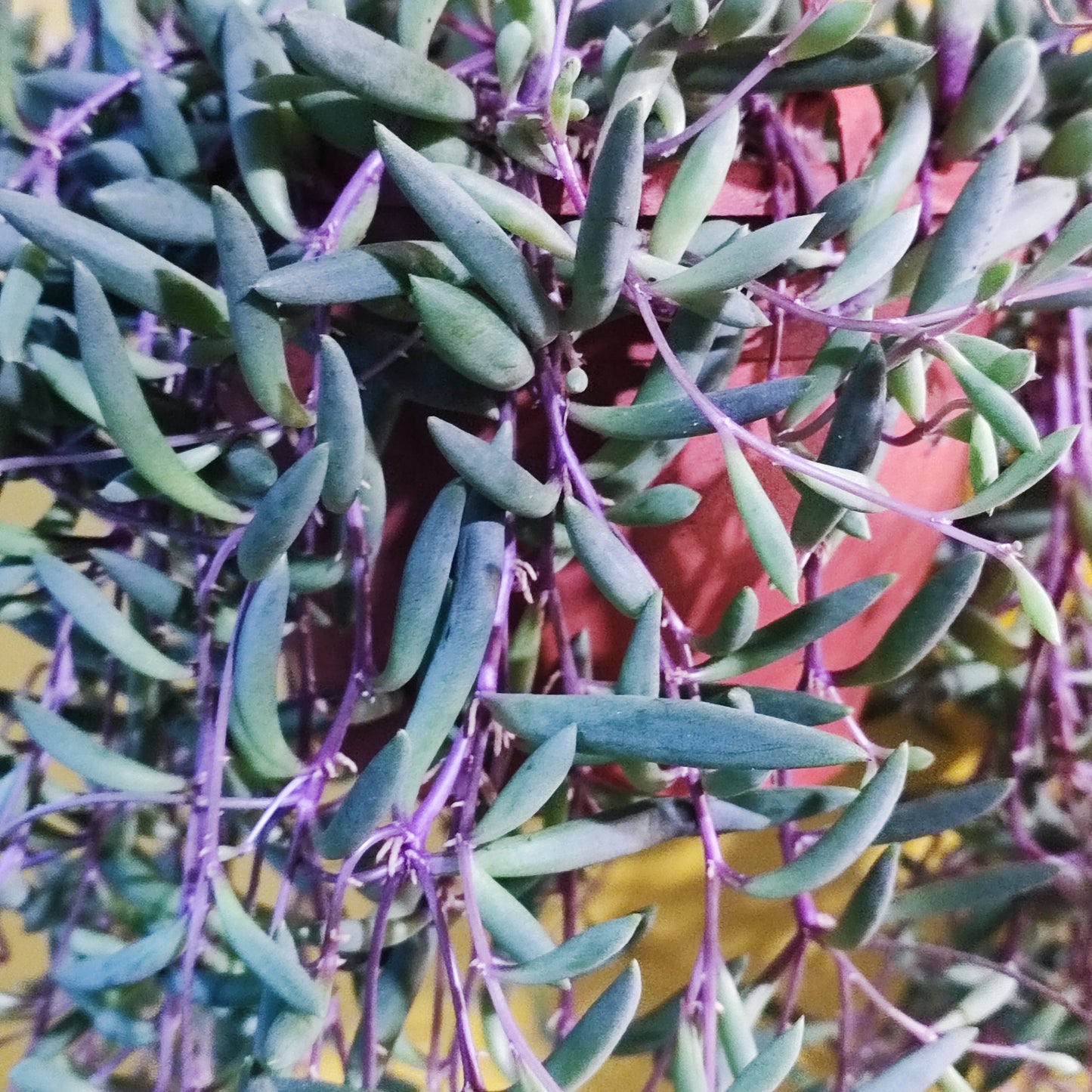 String of Bananas Purple