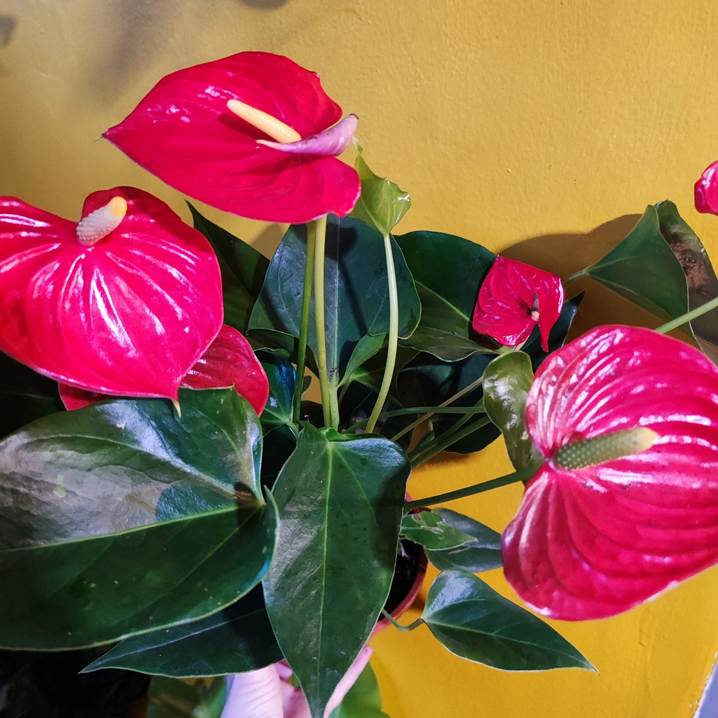 Flamingo Flower Red "Esudo"