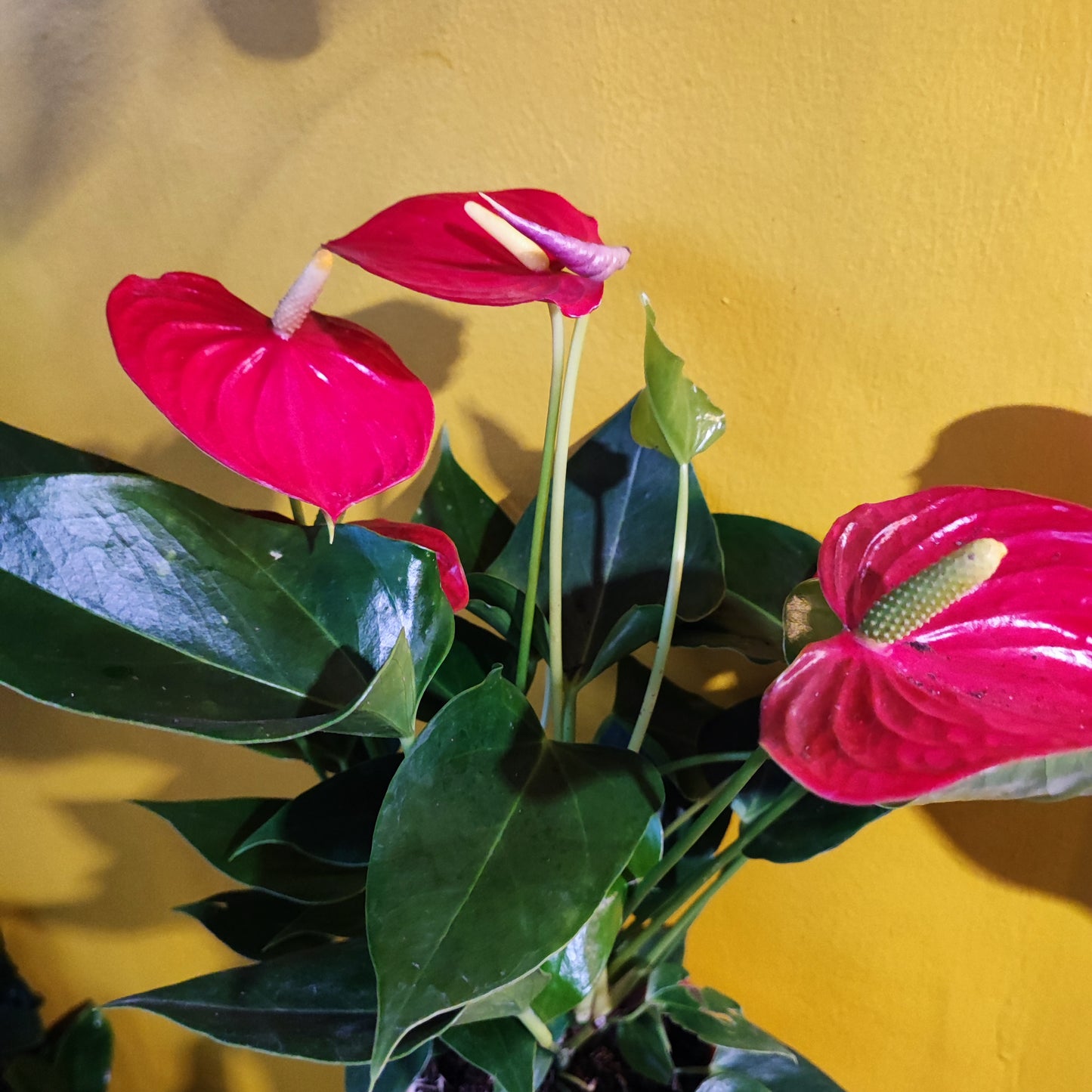 Flamingo Flower Red "Esudo"