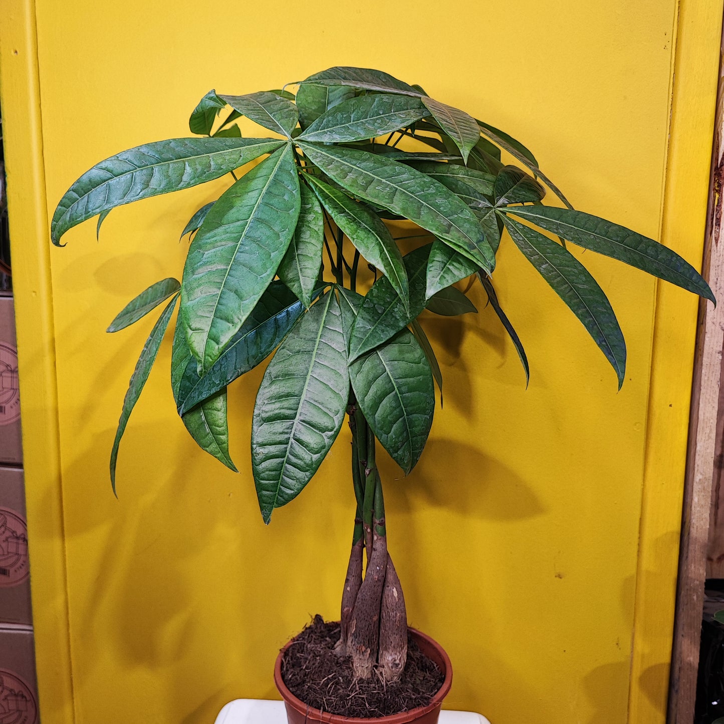 Money Tree/Guiana Chestnut