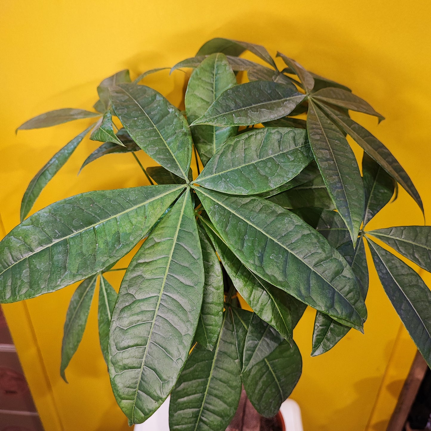 Money Tree/Guiana Chestnut