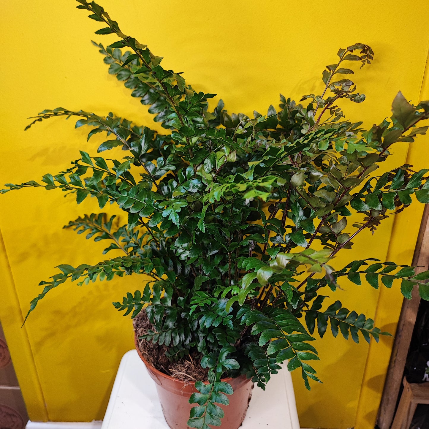 Mahogany Fern