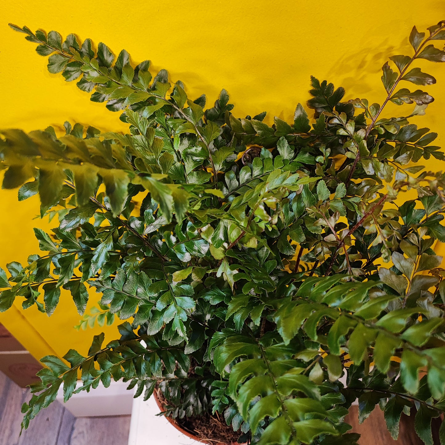 Mahogany Fern