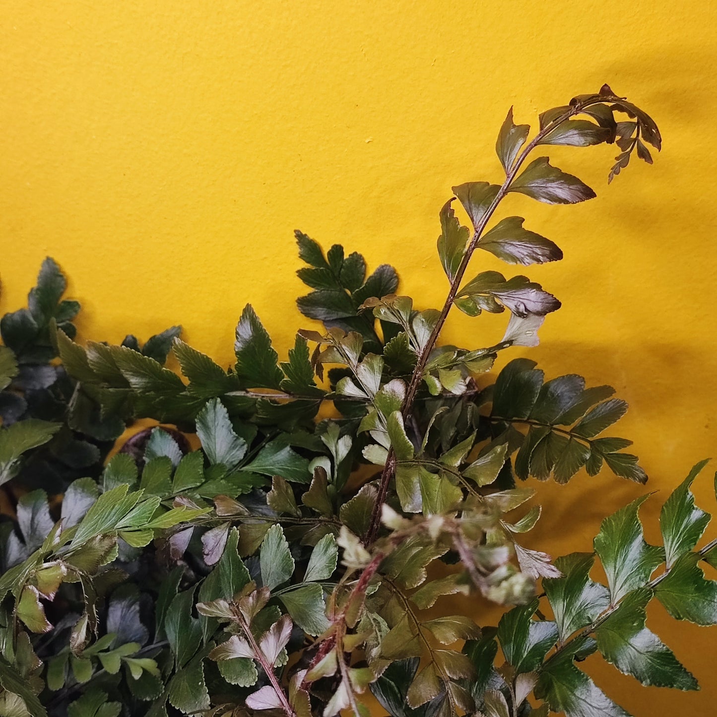 Mahogany Fern