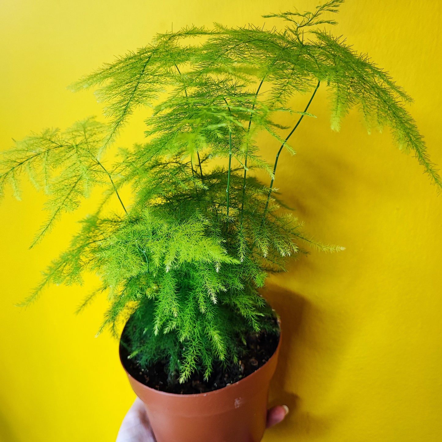 Fern Asparagus/Lace - Medium