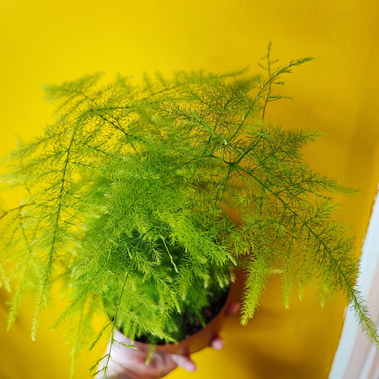 Fern Asparagus/Lace - Medium